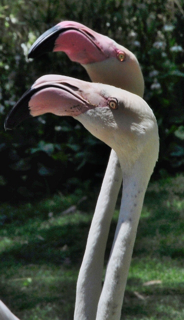 flamingo